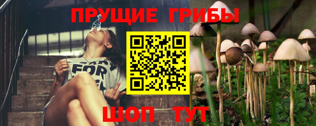 Псилоцибиновые грибы Psilocybine cubensis Будённовск